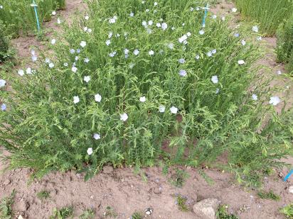 Click for 2 image(s) for this accession.